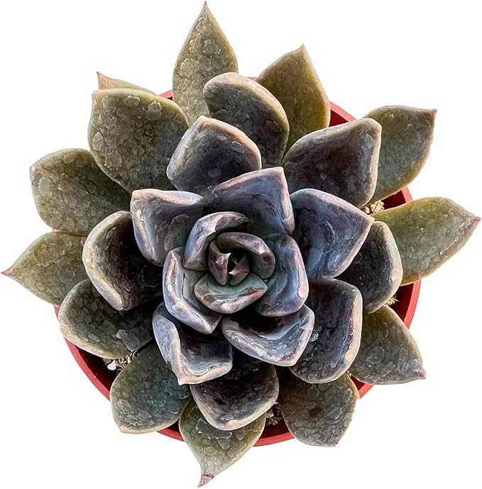 Live Succulent Plants Echeveria 'Blue Prince', Easy Care Potted Succulents, Approx 4" D x 5" H, Indoor Houseplant, Unique Gifts, Home Office Décor