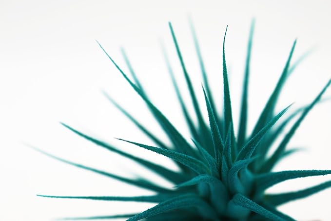 Live Extra Large Tillandsia Ionantha Guatemala Enhanced Colored Colorful Air Plant 3+ inch Easy Care Indoor Outdoor Home Decor Gift Airplant Awesome Industries Live Arrival Guaranteed (Teal XL)