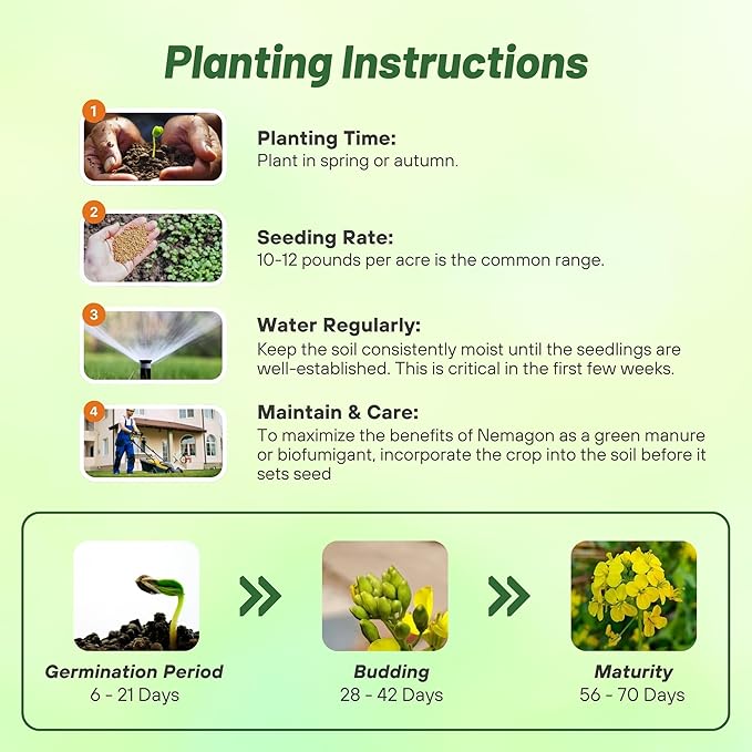 Outsidepride White Mustard Seeds for Planting - 50 lb Annual Cover Crop Seeds w/Deep Root System, High Protein Forage, Ideal for Soil Fertility, Crop Rotations, & Livestock Nutrition