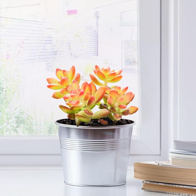 2" Live Succulent 'Sedum adolphii Shooting Stars', Rare Succulent Plants Fully Rooted in Pots, Unique House Plant for DIY, Party Favor, Home Office Decoration