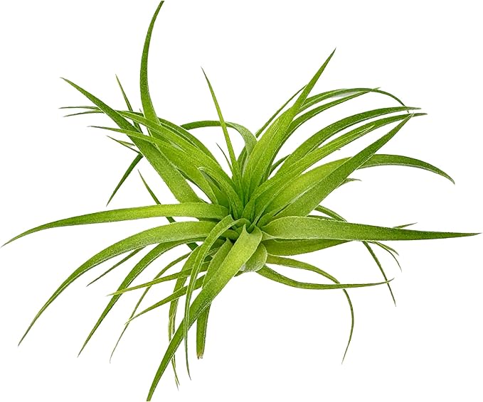 Live Air Plants - Tillandsia Geminiflora 1-3" - 3ct – ragnaroc Live Indoor Plant - Live Arrival Guaranteed - House Plants for Home Decor & Gift
