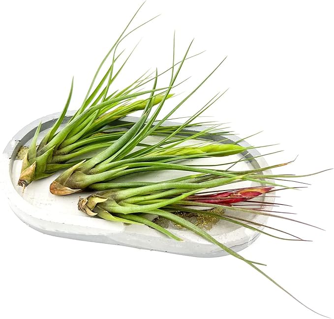 Air Plants - Flowering Tillandsia Melanocrater Tricolor, Large 5" - 2ct - Live Arrival Guaranteed - House Plants for Home Decor & Gift