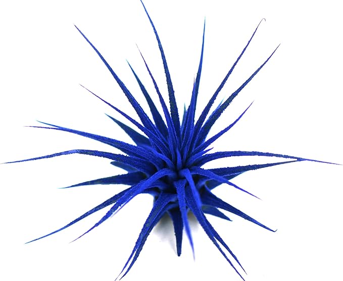 Dyed Tillandsia Ionantha Guatemala Enhanced Colored Colorful Air Plant Live Easy Care Indoor Outdoor Home Decor Gift Airplant by Awesome Industries Live Arrival Guaranteed (Deep Blue)
