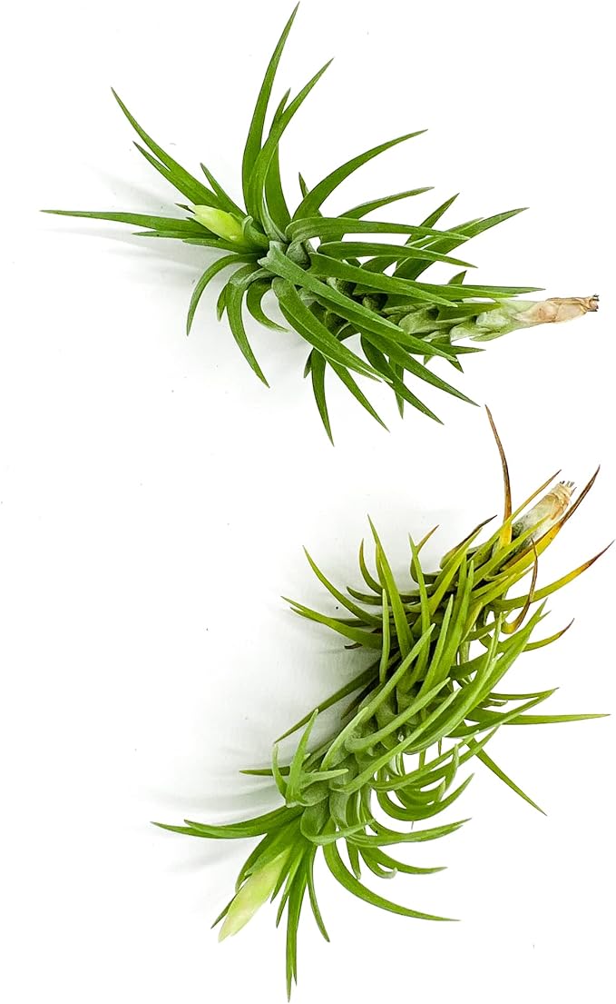 Live Air Plants – Tillandsia Araujei, Large 5” – 2ct – Live Arrival Guaranteed – House Plants for Home Décor & Gift