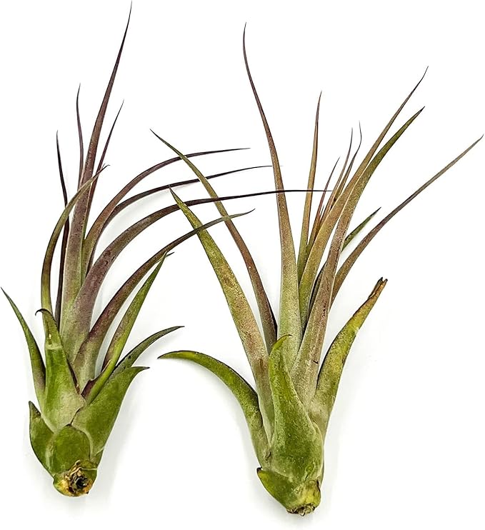 Live Air Plant – Tillandsia Capiput, Jumbo 6-9” - 5 ct - Live Arrival Guaranteed - House Plants for Home Decor & Gift