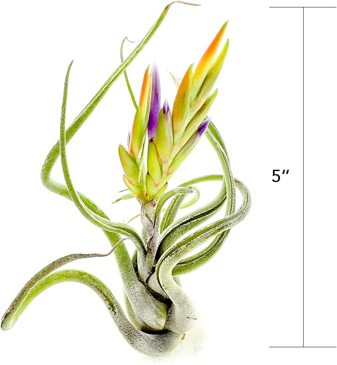 Air Plants - Flowering Tillandsia Caput Medusae, Large 5-7" - 5ct - Live Arrival Guaranteed - House Plants for Home Decor & Gift