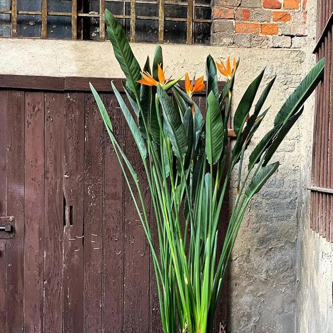 Bird of Paradise - Orange - Strelitzia Reginae. (4 Orange BoP in Cup)