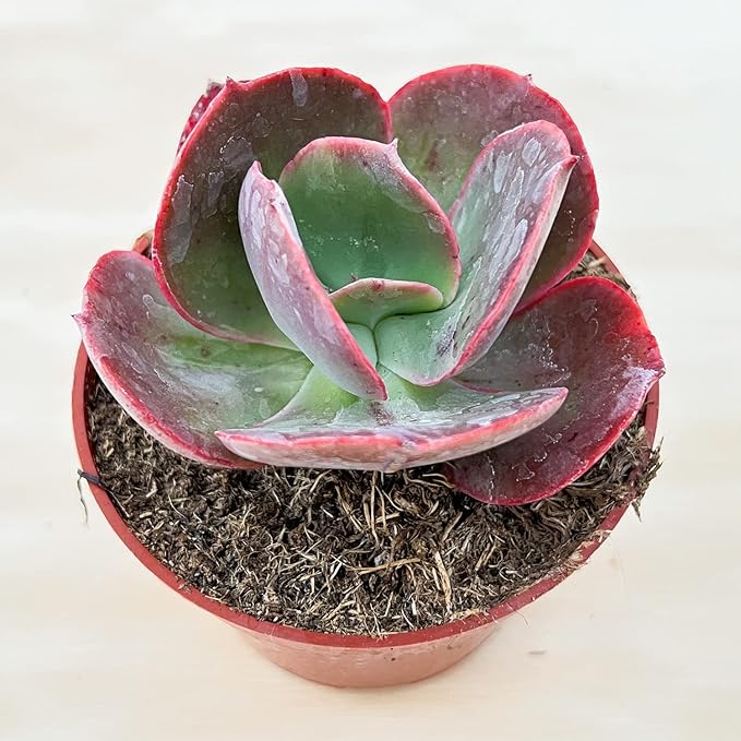 Live Succulents Echeveria Big Red (4-inch), Succulent Plants Fully Rooted in Pots with Soil, Easy-Care House Plant for DIY, Home Office Decor, Wedding Party Favor