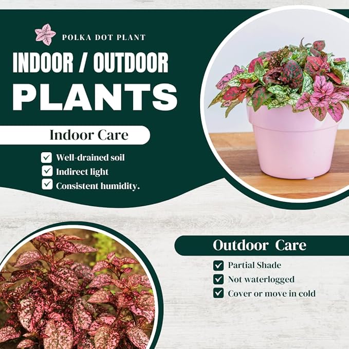 Polka Dot Plant Collection (4-Pack) - House Plants Indoors Live, Air Purifying Live Indoor House Plants, (Red, White, Rose, and Pink) Indoor Plants Live houseplants.