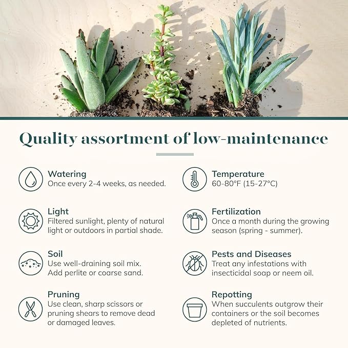 Shop Succulents Colorful Succulent Plant Pack 2" Grow Pot Pack of 6
