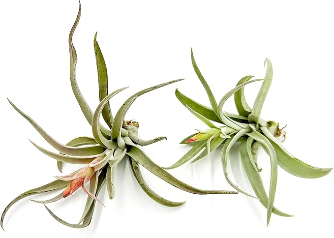 Air Plants - Flowering Tillandsia Harrisii, Large 3-5" - 2ct - Live Arrival Guaranteed - House Plants for Home Decor & Gift