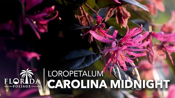 Loropetalum Carolina Midnight | 30 Live Plants | Loropetalum Chinense | Purple Foliage Shrub | Ornamental Landscape Bush | Fast Growing Plants