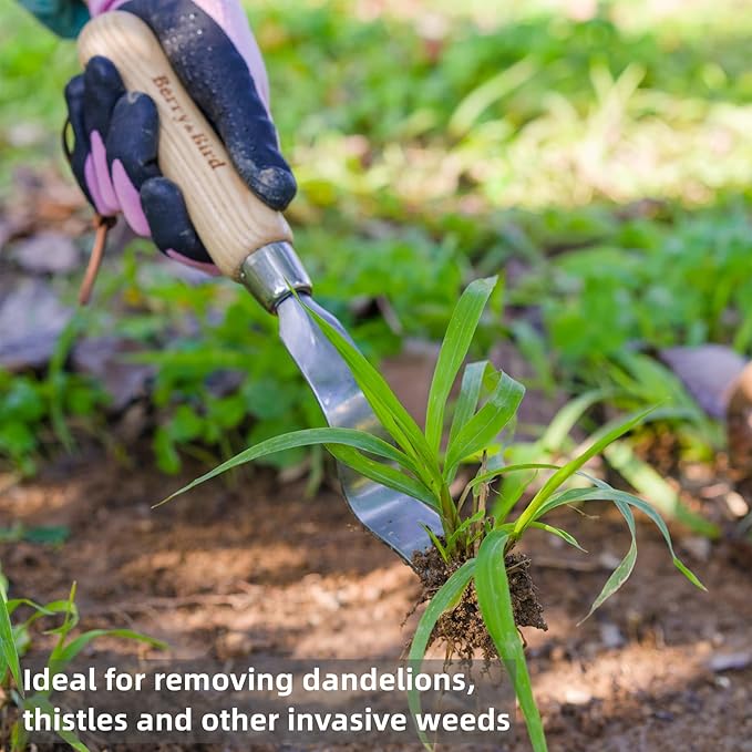 Berry&Bird Hand Weeder Tool, Stainless Steel Gardening Weed Puller, 12.1" Manual Weeding Removal Cutter Tool with Ash Wood Handle for Planting, Weeding, Flower & Vegetable Care in Garden Lawn Yard