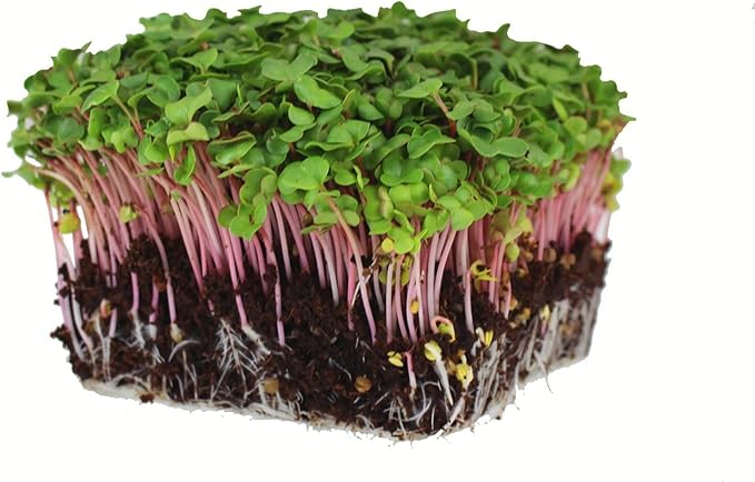 Radish Sprouting Seed - Red Arrow Variety - 5 Lb Bulk Seed - Heirloom Radish Sprouts - Non-GMO Sprouting and Micro Radishes