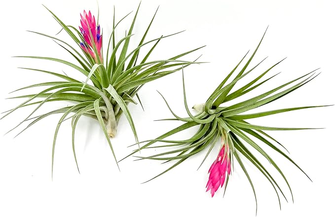 Air Plants - Flowering Tillandsia Stricta Large 5" - 2ct - Live Arrival Guaranteed - House Plants for Home Decor & Gift