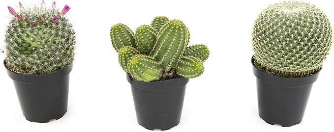 Altman Plants, Assorted Cactus Plants Live Plants (3PK), Cactus Plant Live Succulents Plants Live Cactus Decor, Indoor Plants Live House Plants in Cactus Soil, Live Cacti Plants Live Succulent Plants