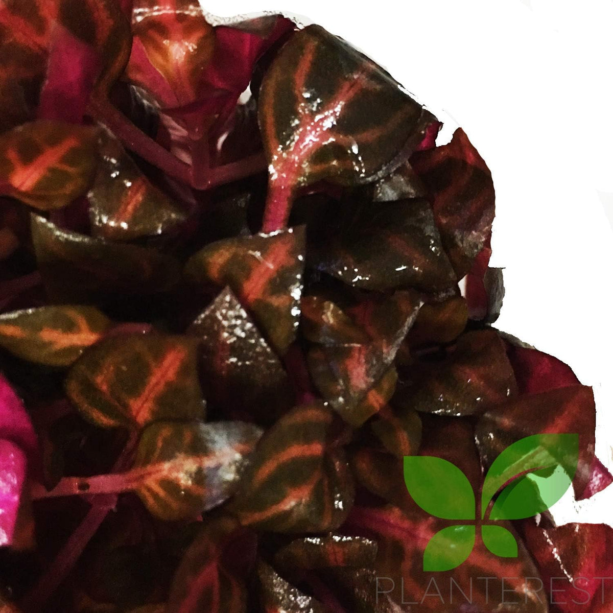 Alternanthera Reineckii Rosanervig Red Tissue Culture Cup Freshwater Live Aquarium Plants Decoration BUY2GET1FREE
