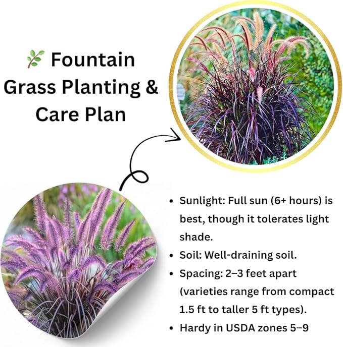 Pack 3 Fountain Grass Plants Live, 5-9 Inch Tall, Ornamental Grasses Live Plants Perennial, Well-Rooted Perennial Grass Clumps (Purple Fountain Grass)