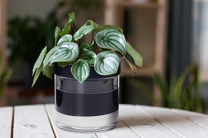 Phoenix Vine 6 Inch Self Watering Planter Pot, Black Terracotta Clay Pot with Glass Reservoir for Indoor Plants, Herbs, Flowers, Set of 2, 52-C-F-2