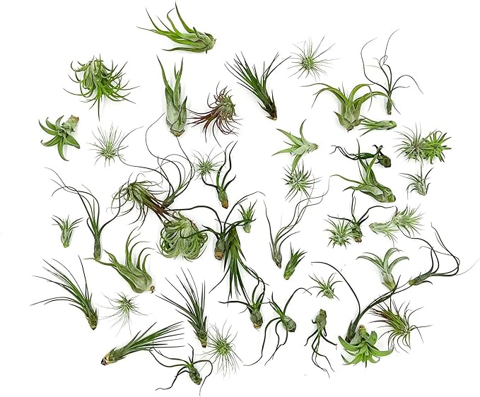 Air Plants Bulk - Tillandsia Variety Wholesale Pack, Regular 1-3" - 50ct - Live Arrival Guaranteed - House Plants for Home Decor & Gift
