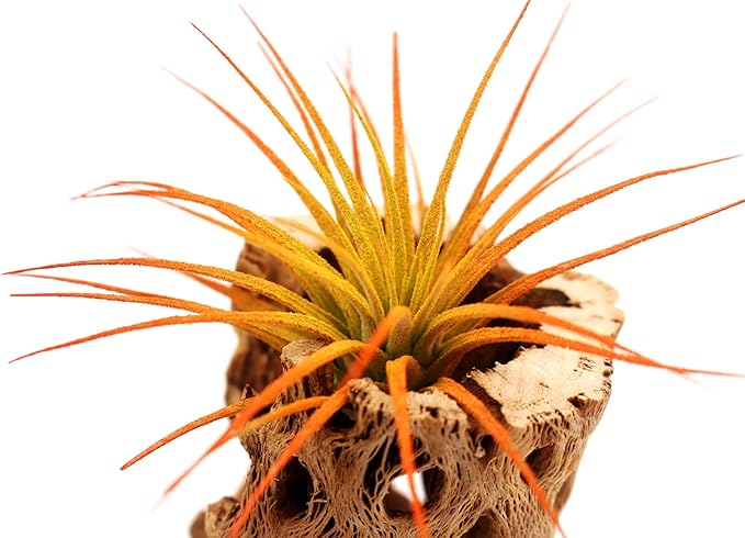 Dyed Tillandsia Ionantha Guatemala Enhanced Colored Colorful Air Plant Live Easy Care Indoor Outdoor Home Decor Gift Airplant by Awesome Industries Live Arrival Guaranteed (Sunrise)