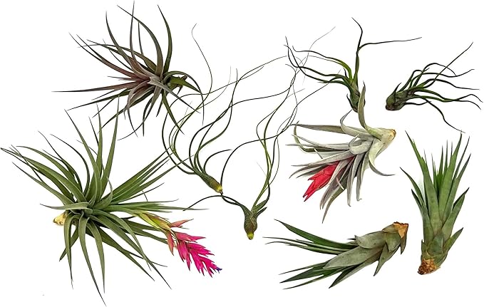 Air Plants - Loki Gift Box - 9ct - Live Arrival Guaranteed - House Plants for Home Decor & Gift