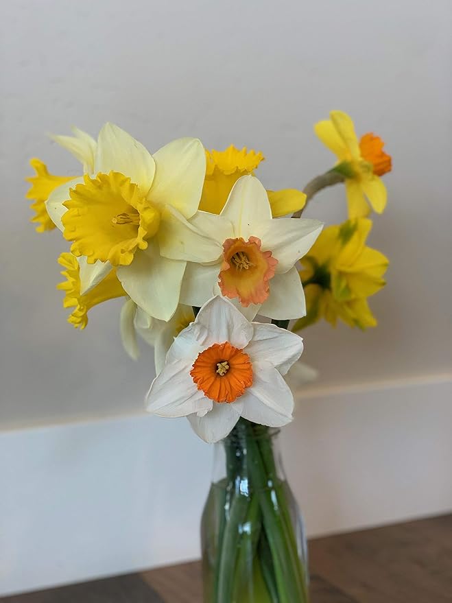 Mixed Large Cup Daffodils- 50 Perennial Daffodil Bulbs - Assorted Colors Narcissus