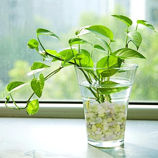 10 lbs Jade Pebbles for Indoor Plants, Decorative Pebbles for Bamboo, Vase, 3/8" Plant Gravel for Pots Indoor, Highly Polished Small River Rocks