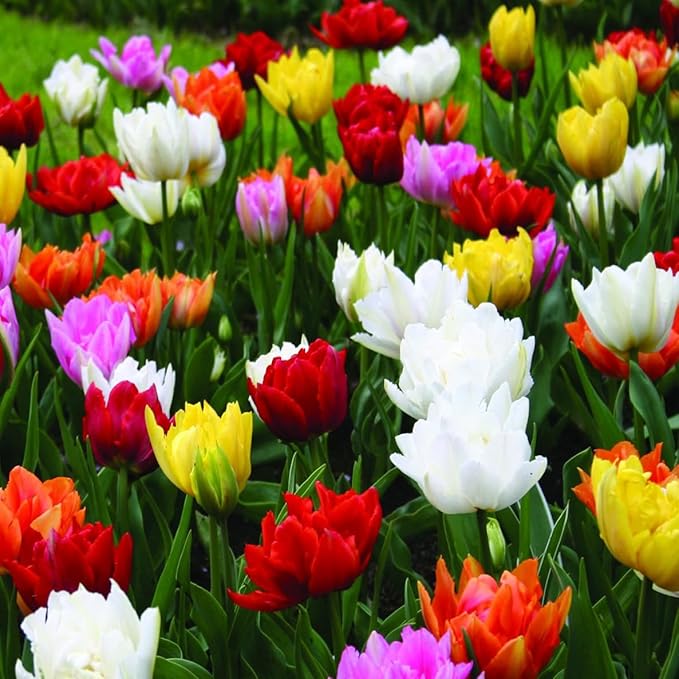 Double Tulip Mixture- 30 Perennial Tulip Bulbs