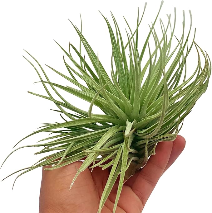 Air Plants - Flowering Tillandsia Rose BAER, Large 5" - 5ct - Live Arrival Guaranteed - House Plants for Home Decor & Gift