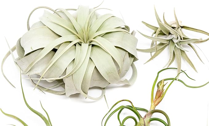5 Pack of Large Tillandsia Air Plants - Xerographica, Juncea, Bulbosa, Caput Medusae & Harrisii- Live Succulent House Plants Availabe in Wholesale and Bulk - Easy Care Indoor and Outdoor Plant