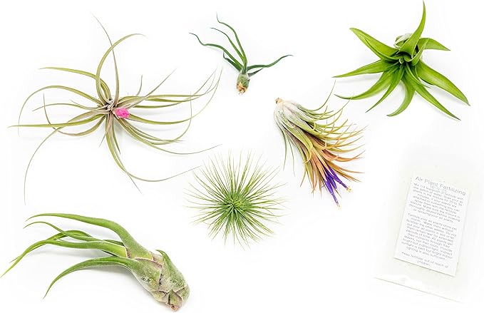 6 Grab Bag Pack Small & Medium Air Plants - Fertilizer Packet - Wholesale - Bulk - Live Tillandsia - Easy Care House Plant - Succulents