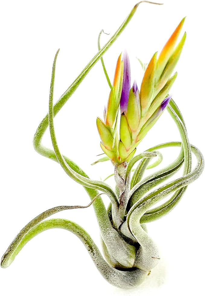 Air Plants - Flowering Tillandsia Caput Medusae, Large 5-7" - 5ct - Live Arrival Guaranteed - House Plants for Home Decor & Gift
