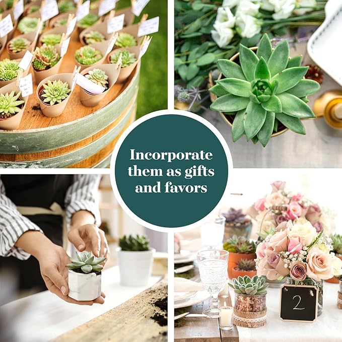 Shop Succulents Rosette Succulent Plant Pack Collection - Live Mini Succulent Plants, Low Maintenance, Floral Shaped Mix of Colors & Textures - Wedding and Party Favors, Gift & Garden, Pack of 6