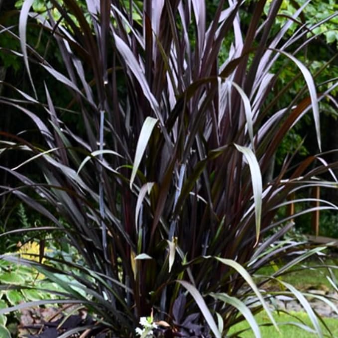 Pack 3 Fountain Grass Plants Live, 5-9 Inch Tall, Ornamental Grasses Live Plants Perennial, Well-Rooted Perennial Grass Clumps (Black Fountain Grass)