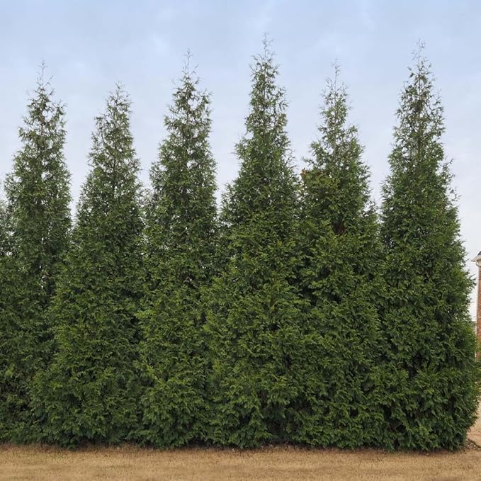 Brighter Blooms - Junior Giant Thuja Tree, 1-2 ft. - No Shipping to AZ