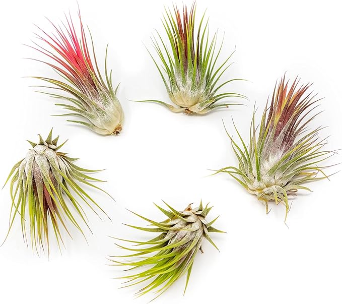 5 Pack Large Air Plants Tillandsia Ionantha Guatemala - Live Succulent House Plants - Available in Wholesale and Bulk - Home and Garden Decor - Easy Care Indoor and Outdoor Plants (Pack of 5)