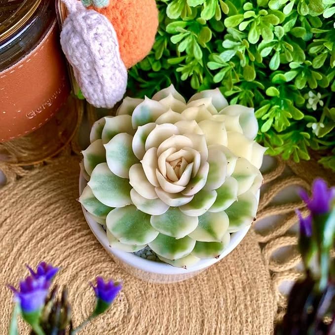 FWPP Live Succulents Plants,Echeveria Onslow Variegated 3.2 inches Mini Indoor Plants,Bare Root Without Pot Soil Live Plant,Succulents Plants Live for Gift Party Wedding Garden Baby Shower DIY Decor