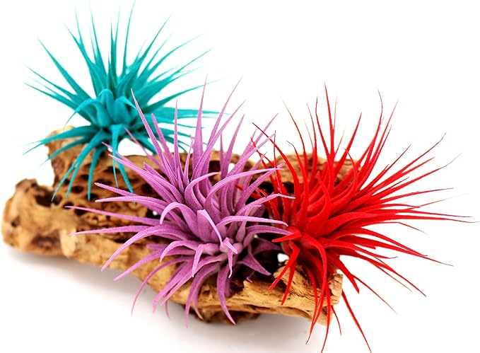 Live Extra Large Tillandsia Ionantha Guatemala Colorful Air Plant 3+ inch Enhanced Color Easy Care Indoor Outdoor Home Decor Gift Airplant by Awesome Industries (Red XL)