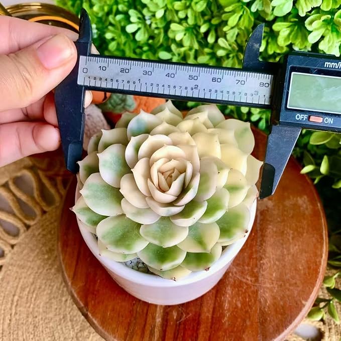 FWPP Live Succulents Plants,Echeveria Onslow Variegated 3.2 inches Mini Indoor Plants,Bare Root Without Pot Soil Live Plant,Succulents Plants Live for Gift Party Wedding Garden Baby Shower DIY Decor