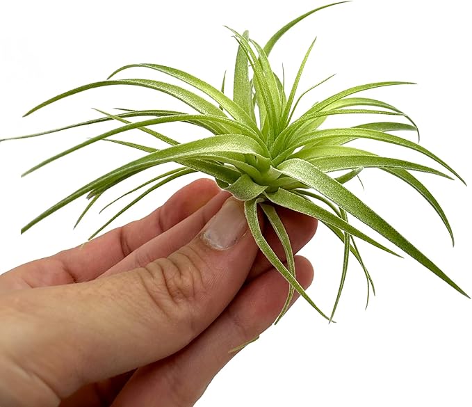 Live Air Plants - Tillandsia Geminiflora 1-3" - 5ct – ragnaroc Live Indoor Plant - Live Arrival Guaranteed - House Plants for Home Decor & Gift