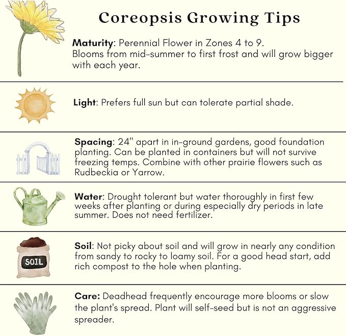 Clovers Garden Coreopsis Moonbeam (Tickseed) Plants – Two (2) Live Plants – Non-GMO - Not Seeds - Each 4" to 8" Tall – in 4" Inch Pots – Hardy Flowering Perennial, Pollinator Favorite