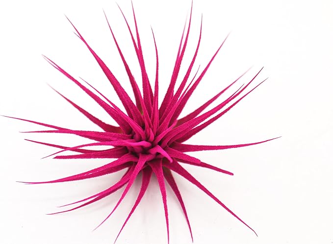 Dyed Tillandsia Ionantha Guatemala Enhanced Colored Colorful Air Plant Live Easy Care Indoor Outdoor Home Decor Gift Airplant by Awesome Industries Live Arrival Guaranteed (Pink)