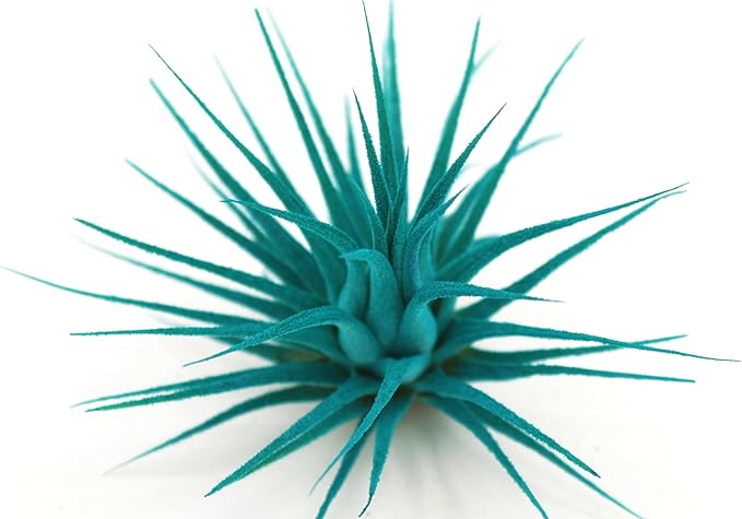 Live Extra Large Tillandsia Ionantha Guatemala Enhanced Colored Colorful Air Plant 3+ inch Easy Care Indoor Outdoor Home Decor Gift Airplant Awesome Industries Live Arrival Guaranteed (Teal XL)