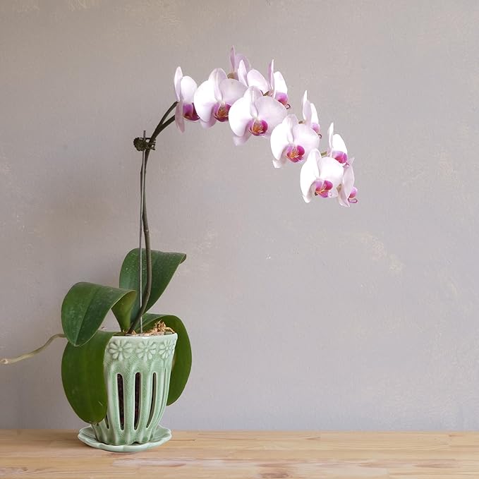 5" Ceramic Orchid Pot with Saucer: Ceramic Orchid Planter for Repotting - Plant Flower Pots for Orchid Indoor Outdoor - Orchid Pots with Holes - Orchid Container with Drainage Holes and Tray