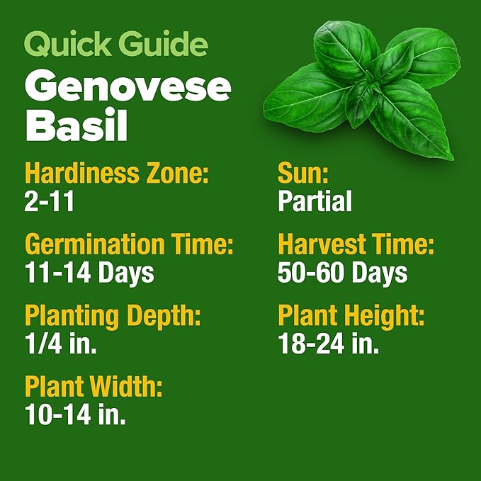 HOME GROWN 𝗨𝗦𝗔 𝗣𝗥𝗘𝗠𝗜𝗨𝗠 Genovese Basil Seeds Pack 1,750+ High Germination 𝗡𝗢𝗡-𝗚𝗠𝗢 Heirloom Seeds (Ocimum basilicum) Herb Seeds for Planting Indoor & Outdoor Gardening, for Culinary Use