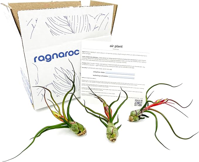 Air Plants - Flowering Tillandsia Bulbosa Guatemala, Large 3-5" - 3ct - Live Arrival Guaranteed - House Plants for Home Decor & Gift