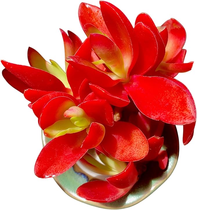 FWPP Crassula capitella 'Campfire' Live Succulent Plant in 3 Inch, Bright Red Leaves, Bare Root Without Pot Soil, Low Maintenance Houseplant, Great Gift for Plant Lovers & Home Decor
