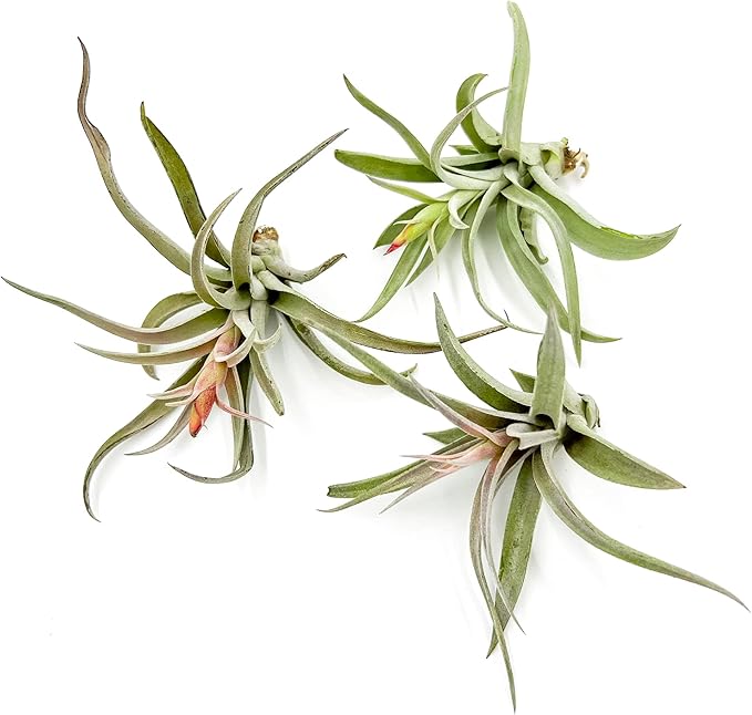 Air Plants - Flowering Tillandsia Harrisii, Large 3-5" - 3ct - Live Arrival Guaranteed - House Plants for Home Decor & Gift