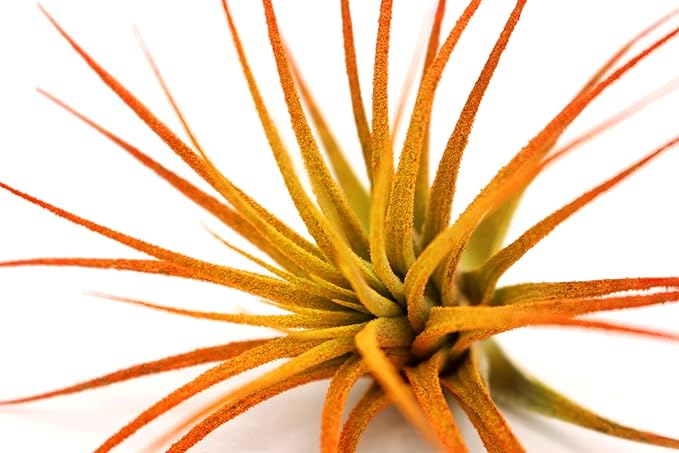 Dyed Tillandsia Ionantha Guatemala Enhanced Colored Colorful Air Plant Live Easy Care Indoor Outdoor Home Decor Gift Airplant by Awesome Industries Live Arrival Guaranteed (Sunrise)
